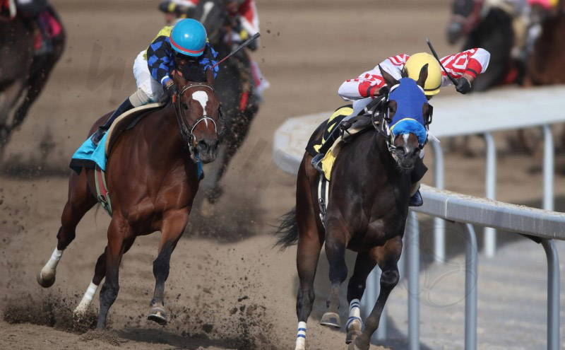 Factors affecting horse racing betting odds