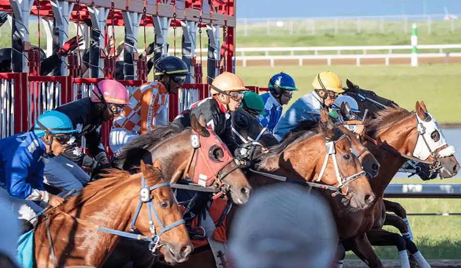 Horse racing betting requires analytical thinking, not just luck