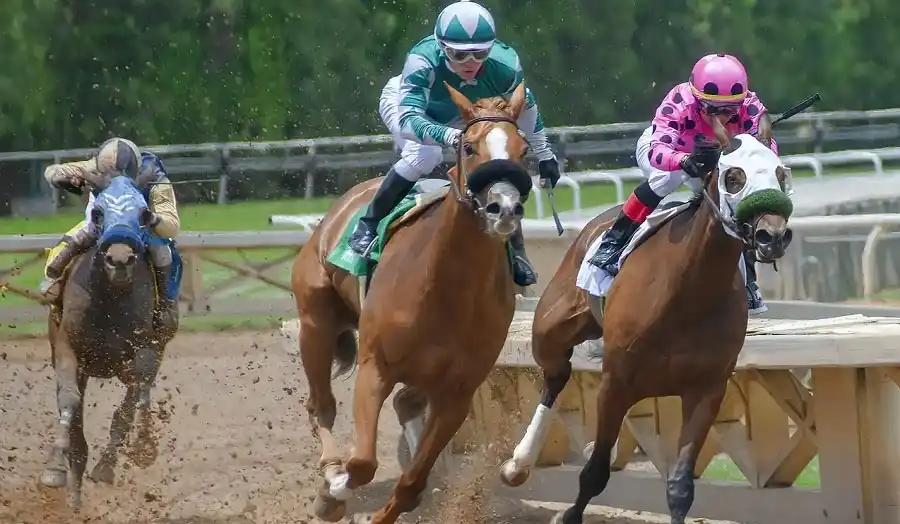 Research racehorses, racing conditions and capital management when betting on horse racing online