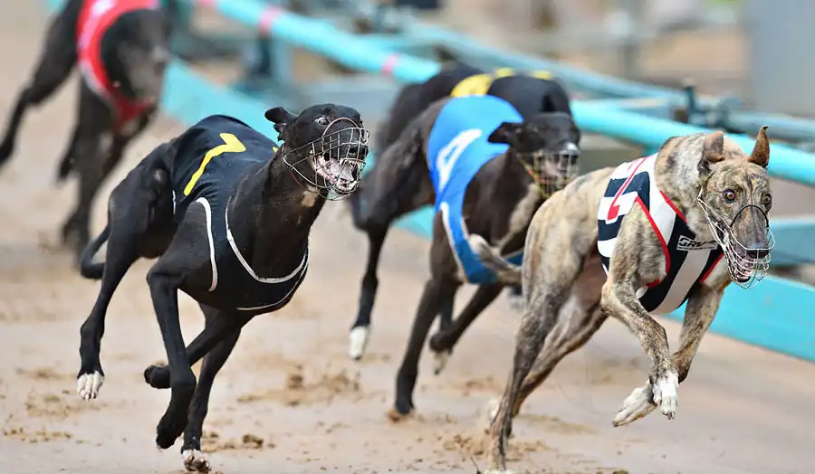 Keeping your spirits up is an important weapon for veteran dog racing bettors