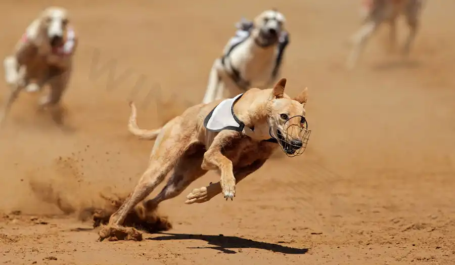 Understanding the different types of bets is the first step to effective dog racing betting