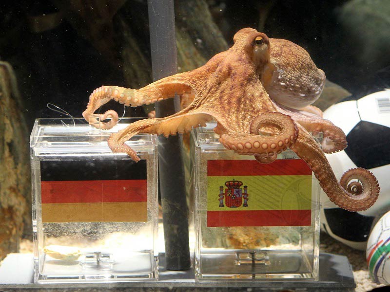 Paul – The genius football prediction octopus