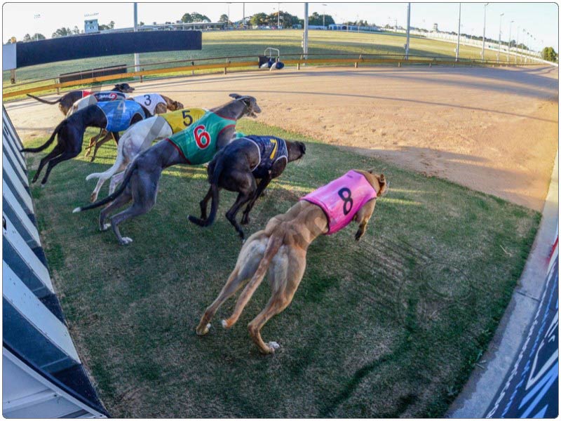 Top greyhounds betting sites are where bettors should join