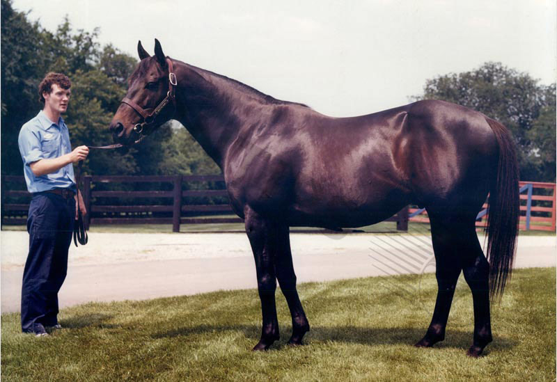 The famous horse in the betting world - Seattle Slew