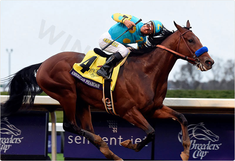 A warrior with a very prominent name - American Pharoah